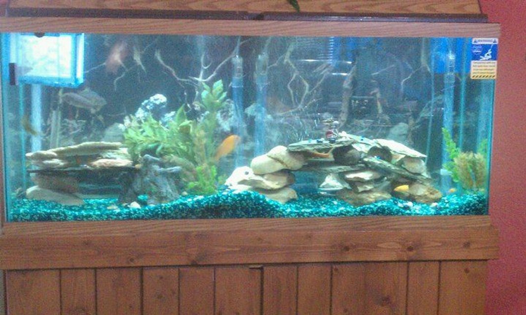 Rated #3234: 55 Gallons Freshwater Fish Tank - New setup, I need new gravel, I dont like the green what color should I go with ?