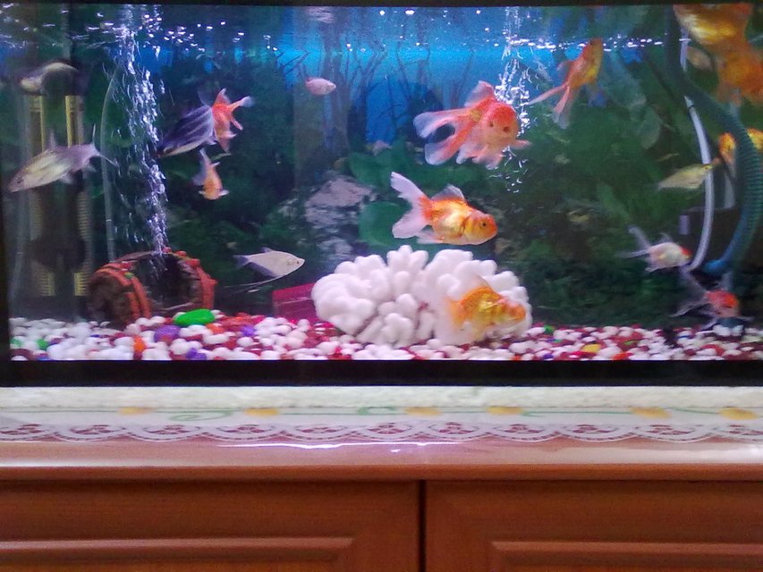 Rated #3514: Freshwater Fish Tank - This is my freshwater tank of 40gal which includes 8 Goldfish,1 black moore,2 blackghost,3 neon,1 bala shark,2 Koi.I m using top filter for filtration,150watts heater, and fluorescent light of 20watts.