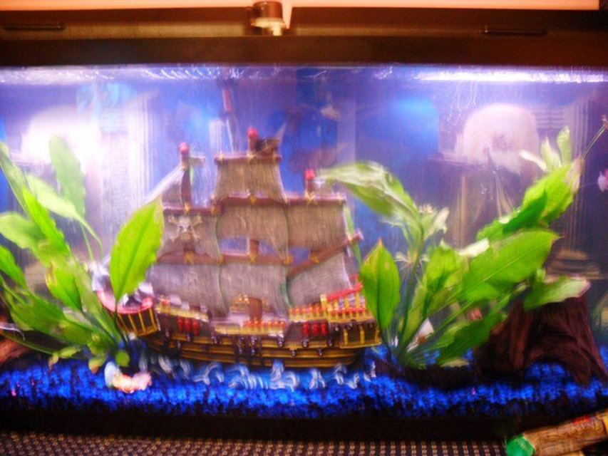 Rated #3291: 55 Gallons Freshwater Fish Tank - My tank