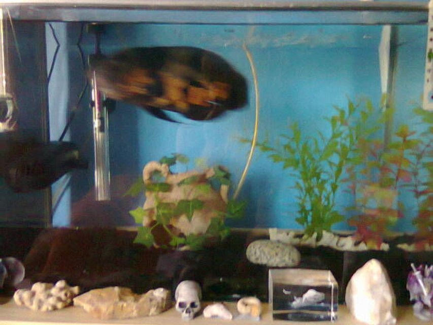 Rated #4127: Freshwater Fish Tank - My Oscar tank with new gravel.