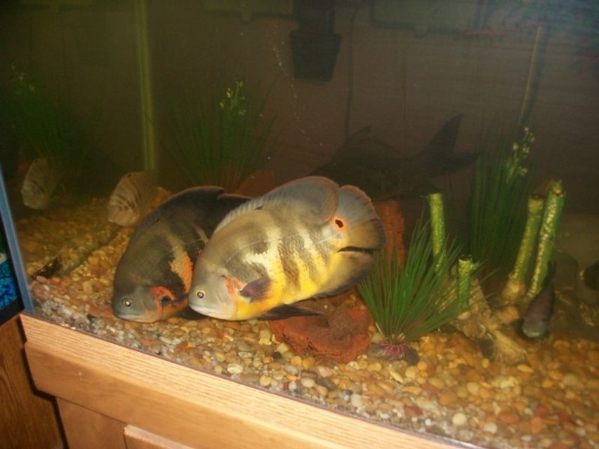 Rated #3162: 75 Gallons Freshwater Fish Tank - the new oscars not as a baby