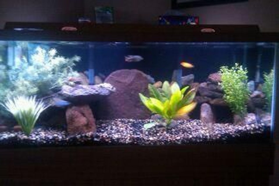 Rated #1694: 75 Gallons Freshwater Fish Tank - 75 gal african cichlids
