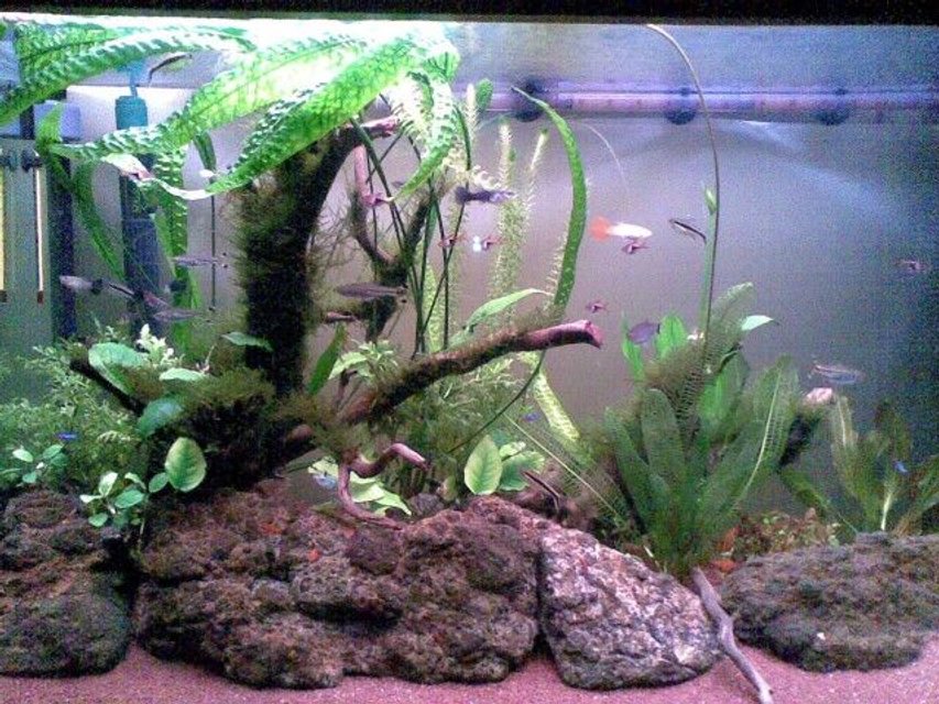Rated #1049: 65 Gallons Freshwater Fish Tank - May 2011. Two months after initial setup. I installed a DIY yeast CO2 reactor 10 days ago.