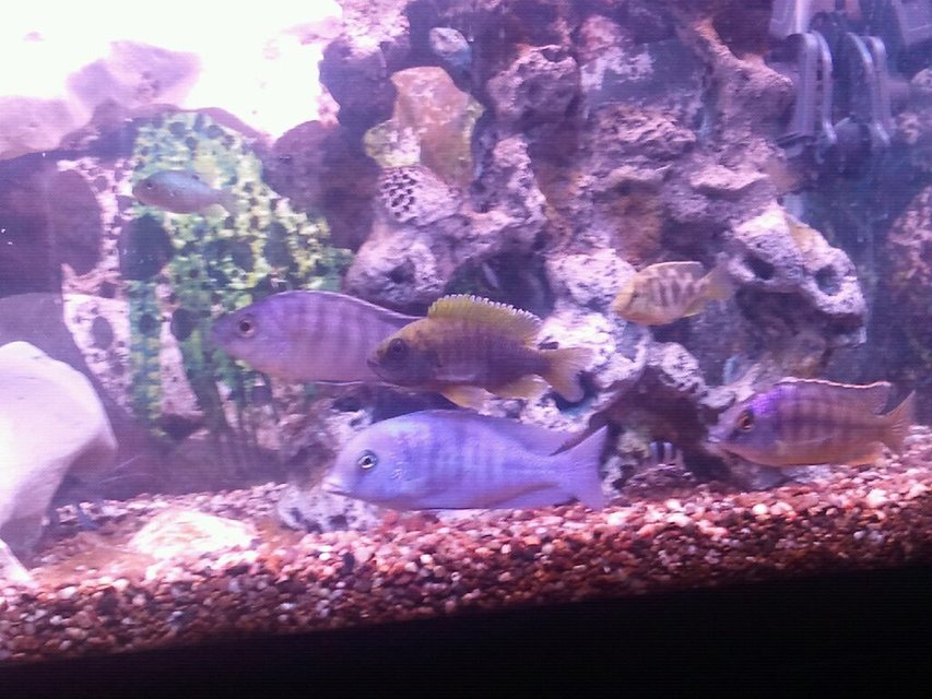 Rated #2047: 100 Gallons Freshwater Fish Tank - African cichlids