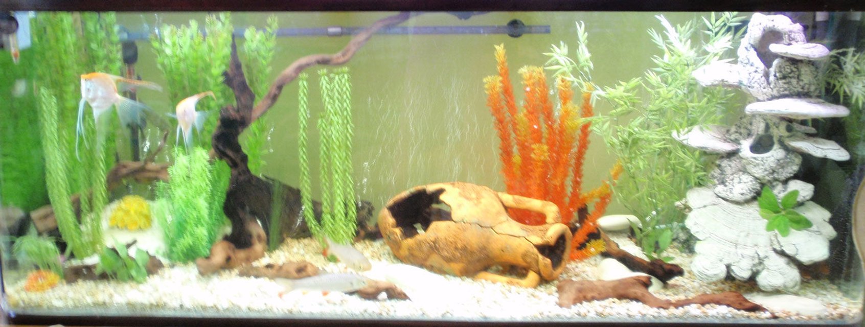 Rated #1662: 120 Gallons Freshwater Fish Tank - three days after redesign and most of decorations still in place - strange :)