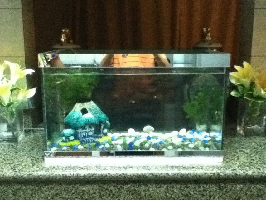 Rated #3915: 20 Gallons Freshwater Fish Tank - This is my first fis tank but i wil add more decoration this is a 20 gallon fsh tanks with live plants and many guppies and many pregnant ones :)