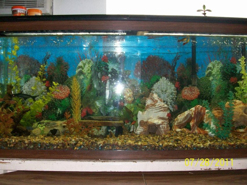 Rated #2269: 60 Gallons Freshwater Fish Tank - This is one out of three of my fish tanks. This tank is home to a kuhli loach, african dwarf frog, chinese golden algae eater, iridescent shark, bronze cory cat, mystery snail, trumpet snails, Polka Dot Pictus, iridescent shark, and 3 sunburst.  60 gallon fish tank.