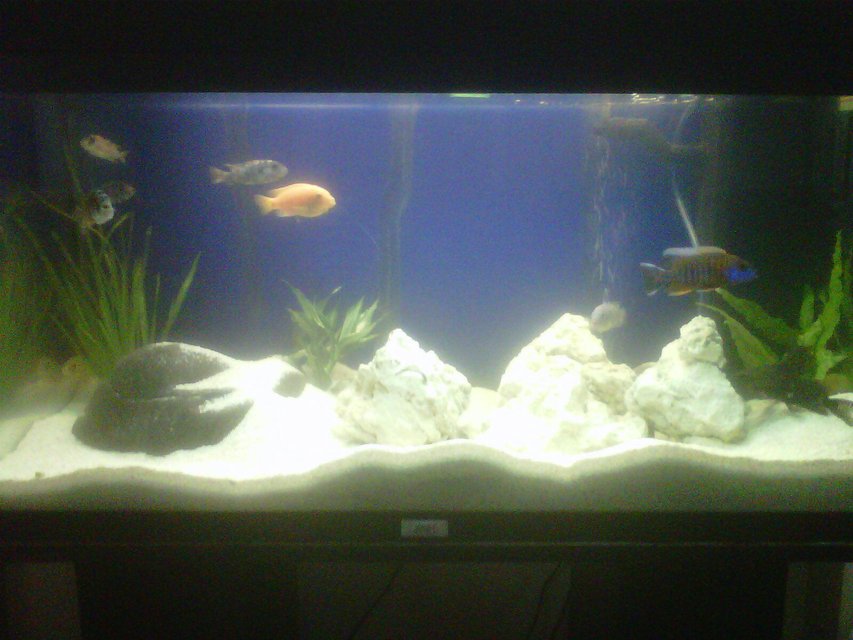 Rated #2265: 30 Gallons Freshwater Fish Tank - first malawi tank but i got the knowledge for it so its not like i ain't a stranger to it!!!