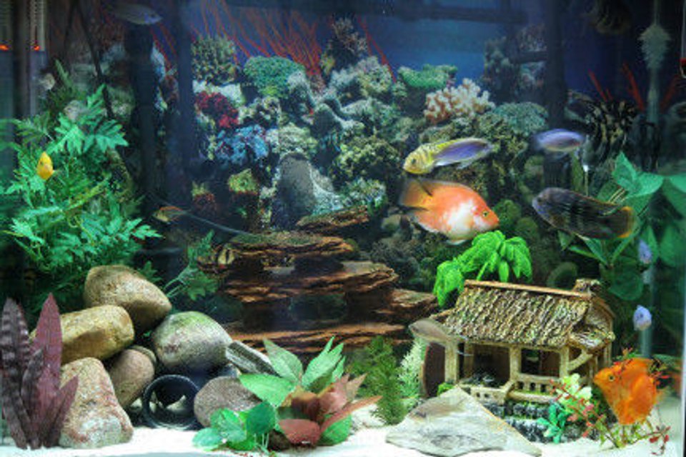 Rated #1182: 56 Gallons Freshwater Fish Tank - 56 Gal, 1000 Cascade system.