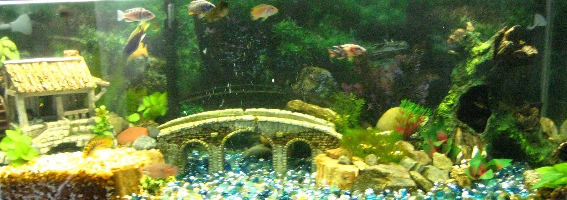 Rated #224: 50 Gallons Freshwater Fish Tank - 50 gal african cichlid tank 
11 fish in total 
several different species from lake malawi 
60 gal total filtration