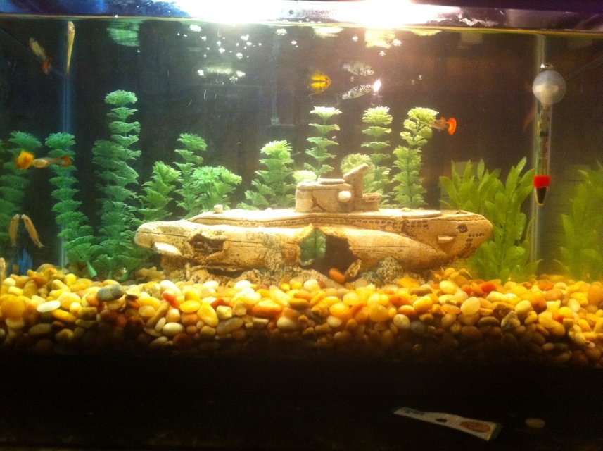 Rated #2982: 10 Gallons Freshwater Fish Tank - 10 gal community