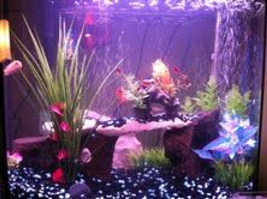Rated #3050: 30 Gallons Freshwater Fish Tank - new updated tank

please rate and comment

1 oscar
1 peach peacock
11 bloodfin tetras
1 polkadot catfish