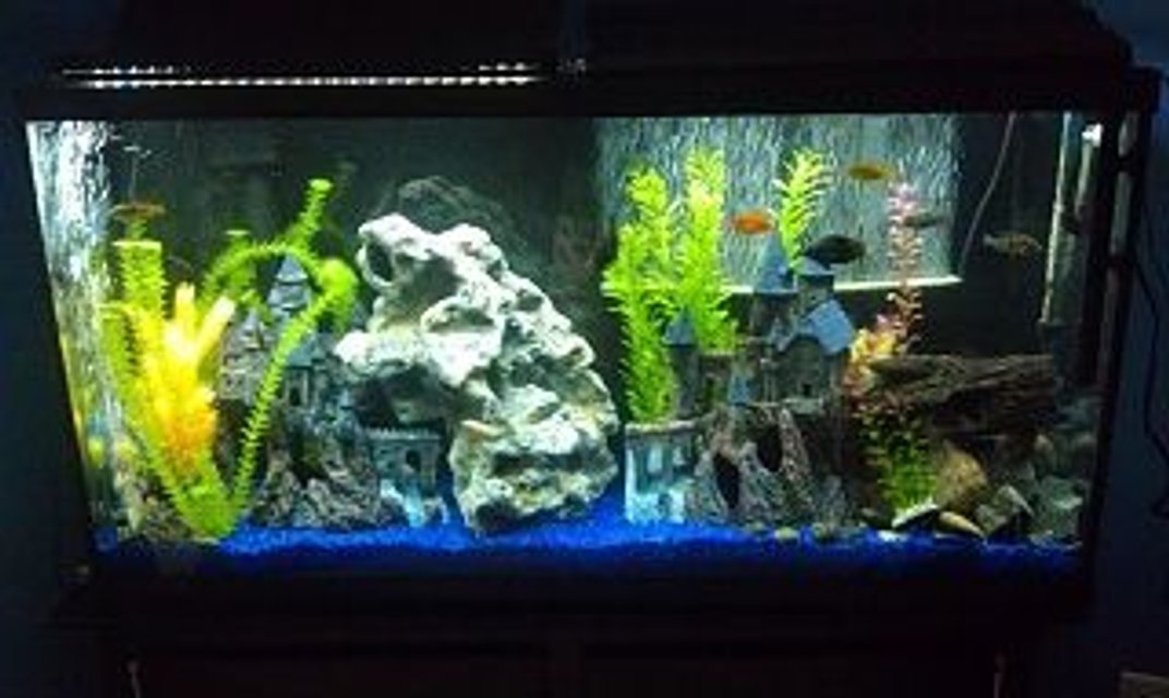 Rated #226: 60 Gallons Freshwater Fish Tank - 60 Gallon Cichlid Tank, what do you guys think?