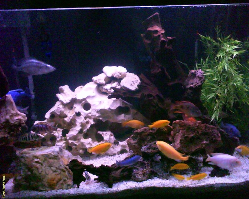 Rated #459: 150 Gallons Freshwater Fish Tank - Rearranged big tank with Texas Holey Rock and added some new African Cichlid Moorii"s