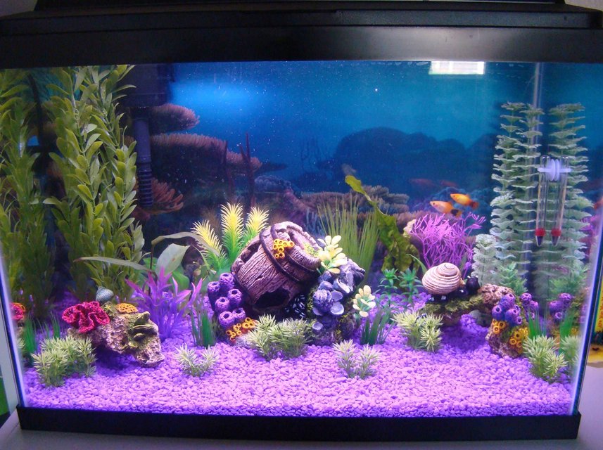 Rated #1609: 20 Gallons Freshwater Fish Tank - 2 mickey mouse platy, 3 cherry barb(1 male, 2 female), 5 x-ray tetra, 1 male kribensis, 1 sunset thicklip gourami, 5 marble hatchet fish in a 20 gallon artificial planted tank with a few live plants.