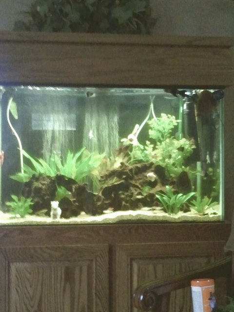 Rated #1603: 66 Gallons Freshwater Fish Tank - Full view of 66 gallon.  All plants are live exception of large one in back right corner.  

Forgive quality of picture.  Android phone takes marginal picture.   In the image there is also the best chair in the house to watch the fish.