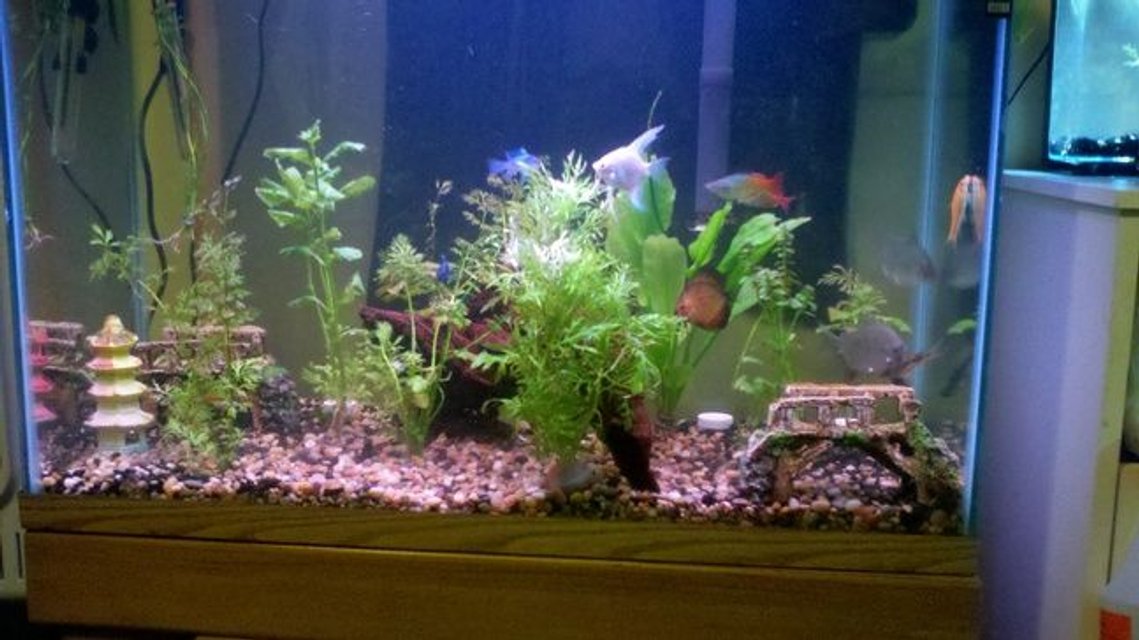 Rated #2354: 39 Gallons Freshwater Fish Tank - 39 Gal