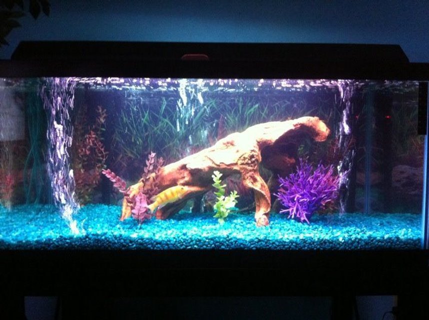 Rated #2948: 40 Gallons Freshwater Fish Tank - just put coralife day night fixture