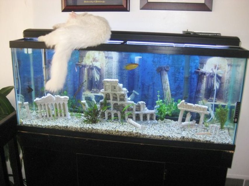 Rated #1739: 55 Gallons Freshwater Fish Tank - 55 gallon freshwater planted tank