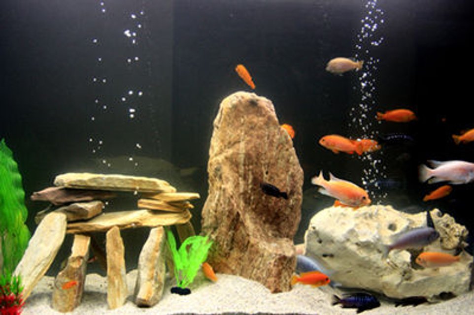 Rated #1146: 100 Gallons Freshwater Fish Tank - first malawi