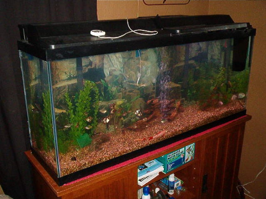 Rated #3739: 55 Gallons Freshwater Fish Tank