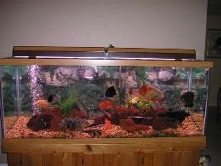 Rated #3705: 210 Gallons Freshwater Fish Tank - Full Tank View