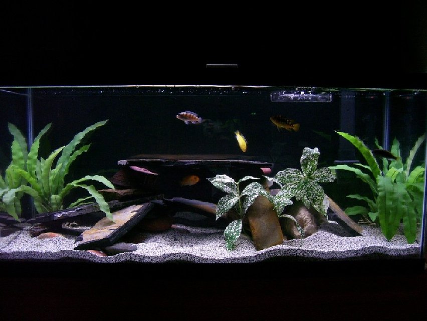 Rated #1477: 30 Gallons Freshwater Fish Tank - MY CICHLID TANK!?!