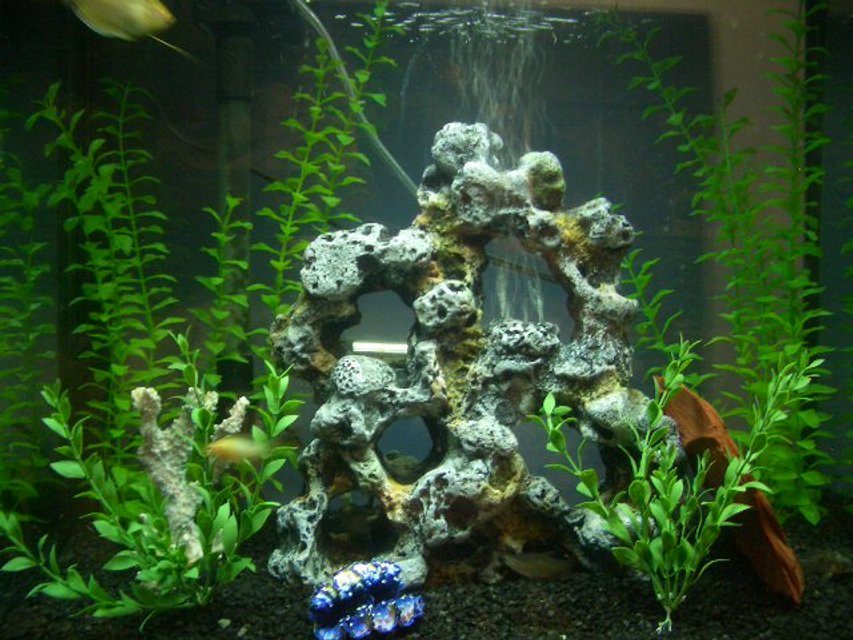 Rated #3658: 28 Gallons Freshwater Fish Tank - my tank