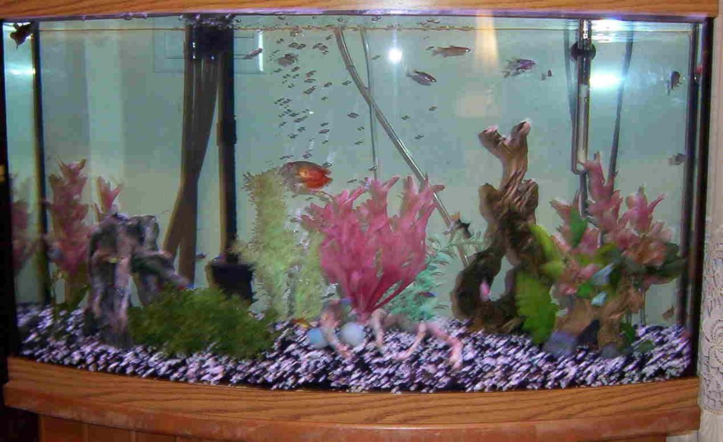 Rated #4059: 46 Gallons Freshwater Fish Tank - 46 gallon bowfront full view