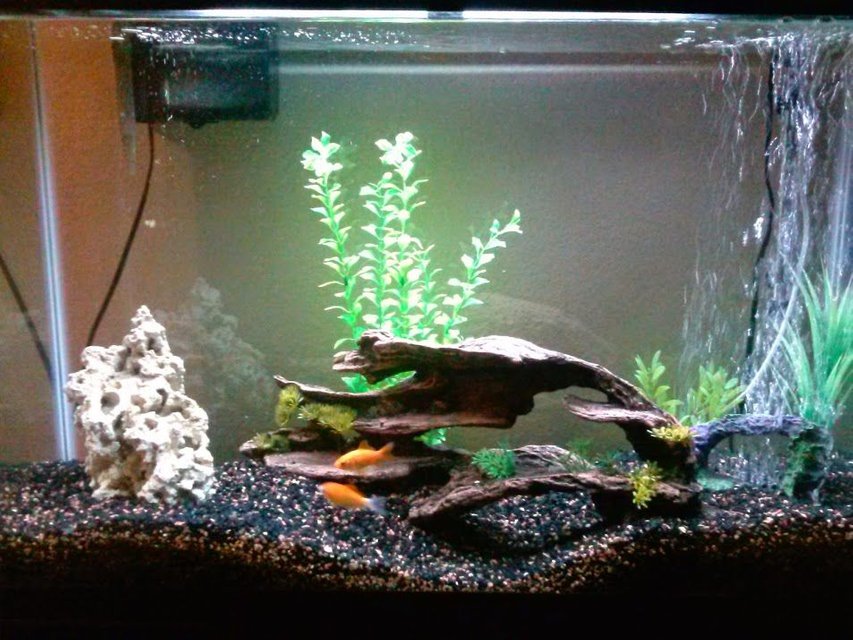 Rated #2250: 50 Gallons Freshwater Fish Tank