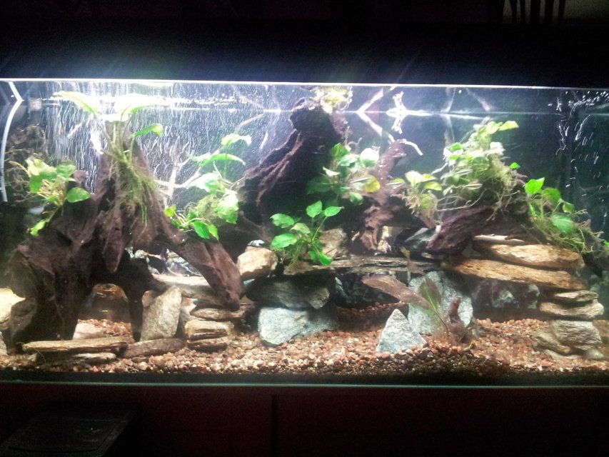 Rated #556: 65 Gallons Freshwater Fish Tank - new set up 3.0 with dwarfs crybensis Fluval 404 filter, AquaClear power head 30, Double Aquaclear power glow lights , i use pit moss into the filter.Driftwood and ''Magog Rocks'' 3x Black Neons 1x Black ghost 1x Clown loach