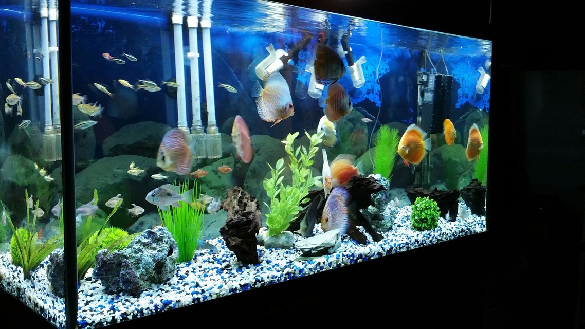 Rated #334: 90 Gallons Freshwater Fish Tank - discus tank...