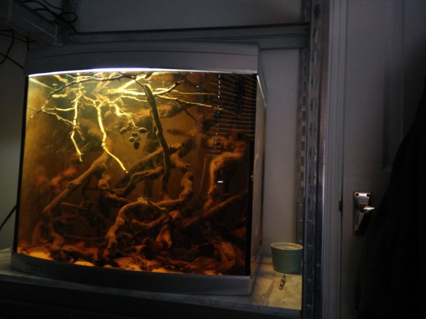 Rated #2764: 15 Gallons Freshwater Fish Tank - Rescaped blackwater biotope (put brightness on full to see it best, even though the quality sucks because of my camera!)