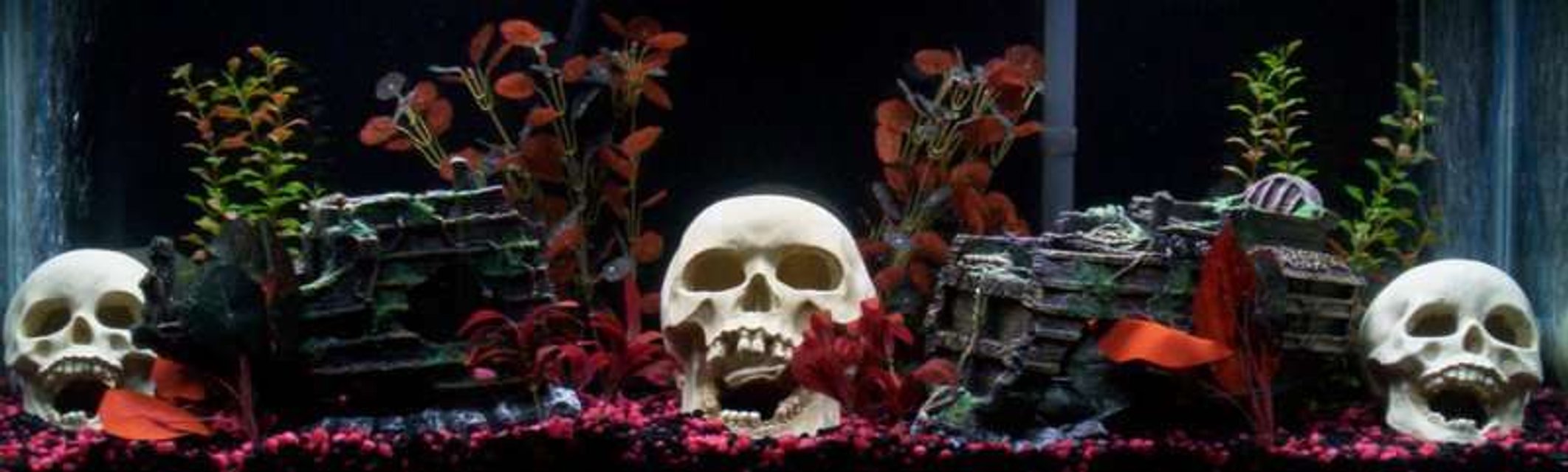 Rated #3796: 55 Gallons Freshwater Fish Tank - 55 gallon tank
9 red-bellied pirhana
1 rhino pleco
1 dragon goby