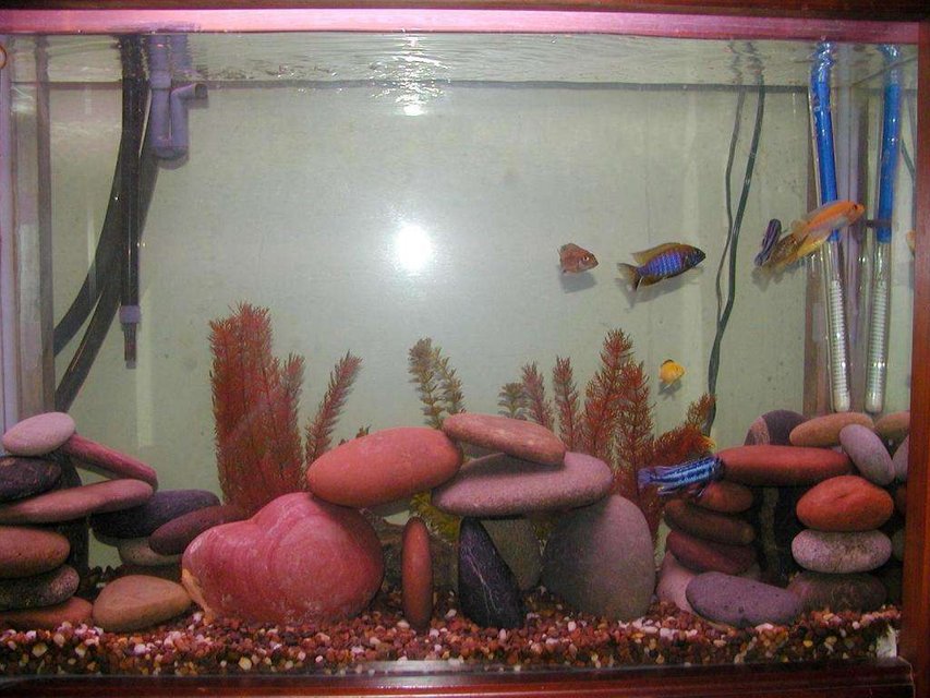 Rated #3626: 55 Gallons Freshwater Fish Tank - My 55 gal African Cichlid tank.
African Ciichlids
1 male peacock
2 female peacocks
3 eletric yellow
1 red zebra
2 melanochromis johannii
2 bristlenose plecos