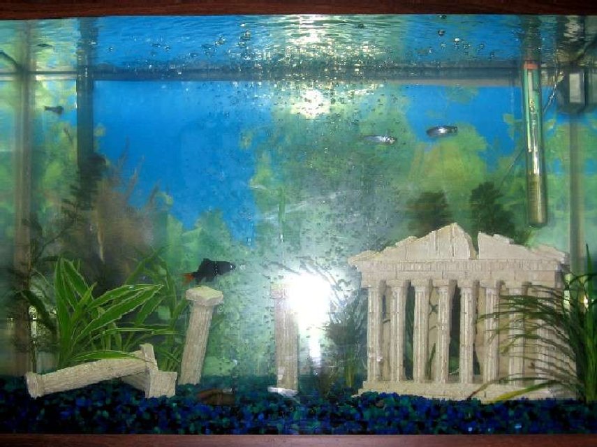 Rated #4141: Freshwater Fish Tank - 20gal tall with 4 pearl damino's, 1 red tail shark