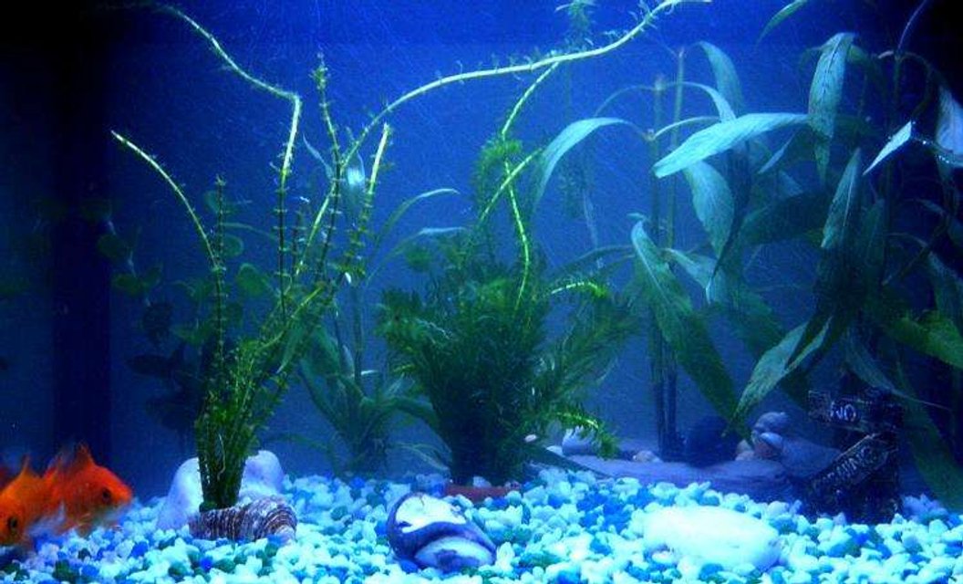 Rated #4061: 10 Gallons Freshwater Fish Tank - 18x12x12
3 comets
1 common plec