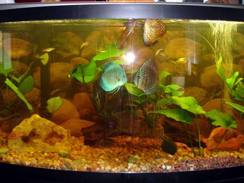 Rated #3044: 72 Gallons Freshwater Fish Tank - 72 inch 
6 Discus