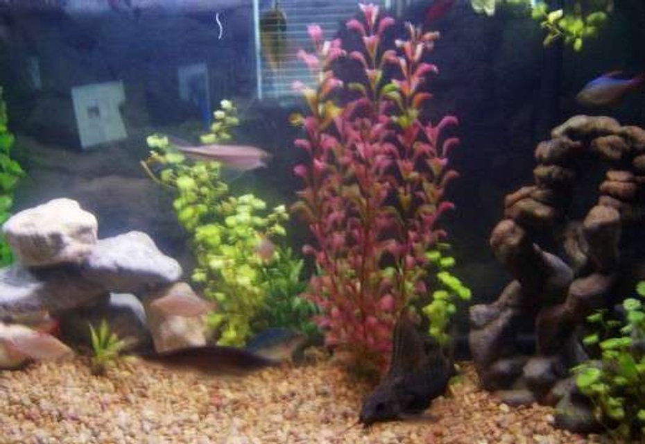 Rated #3908: 5 Gallons Freshwater Fish Tank - My 30g community