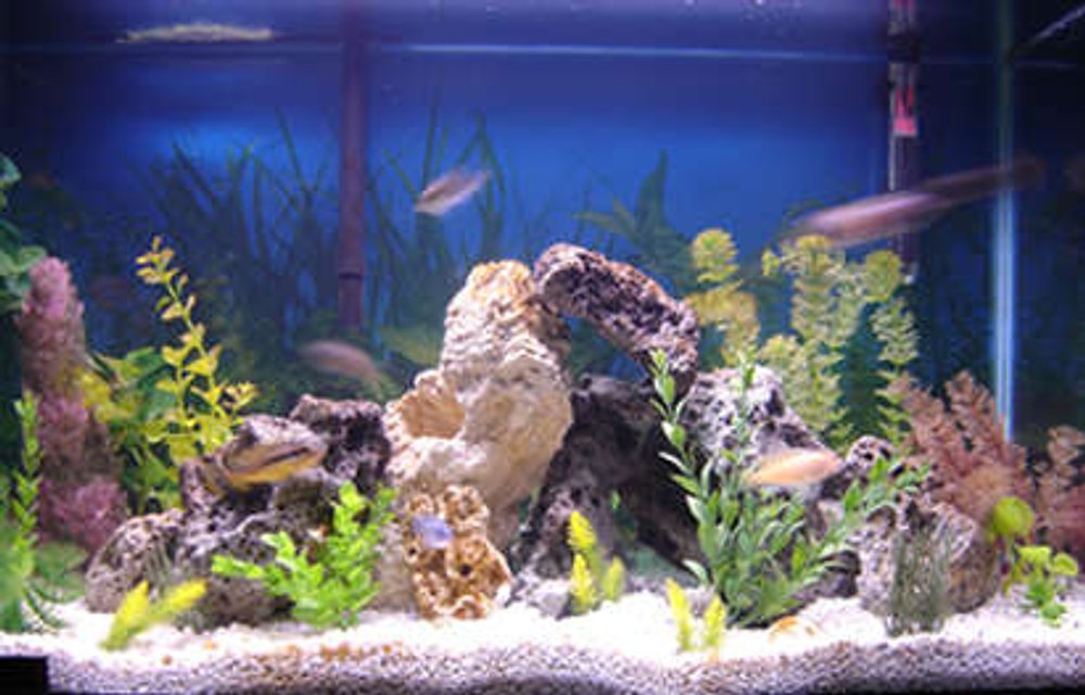 Rated #1912: 29 Gallons Freshwater Fish Tank - 29 gallon cichlid tank