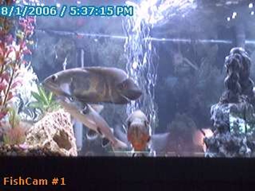 Rated #4090: 75 Gallons Freshwater Fish Tank