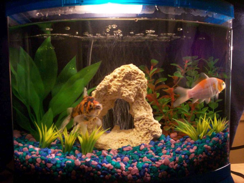 Rated #3934: 5 Gallons Freshwater Fish Tank - College dorm tank