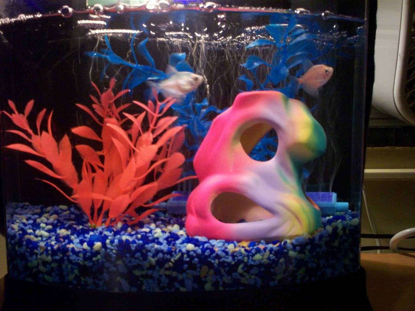 Rated #4069: 2 Gallons Freshwater Fish Tank - College dorm room tank