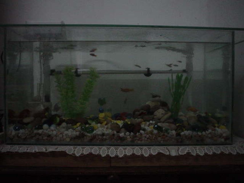 Rated #431: 16 Gallons Freshwater Fish Tank - New tank with New inhabitants
2 Sailfin Mollies
2 Bala Shark
8 Neon Tetra
4 Plattys
2 Blue Dwarf Gourami
2 Zebra Danios

Update @ 10/12/2006
1 Zebra Danios
1 Sailfin Moly
2 Plattys
2 Bala Sharks
5 Neon Tetra.
1 Blue Dwarf Gourami.

Death Toll:
1 Blue Dwarf Gourami (Female)
1 Sailfin Moly
1 Platy
1 Neon Tetra

Missing Tolls:
2 Neon Tetra
1 Platty
1 Zebras Danios

Anyone can help why these fish have disappeared.. Very strange...
I'm thinking maybe the sharks ate them, what do you think?