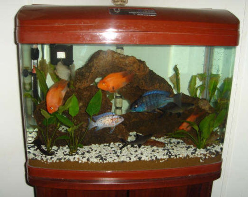 Rated #4138: 45 Gallons Freshwater Fish Tank - My 45 gallon bow front freshwater tank.