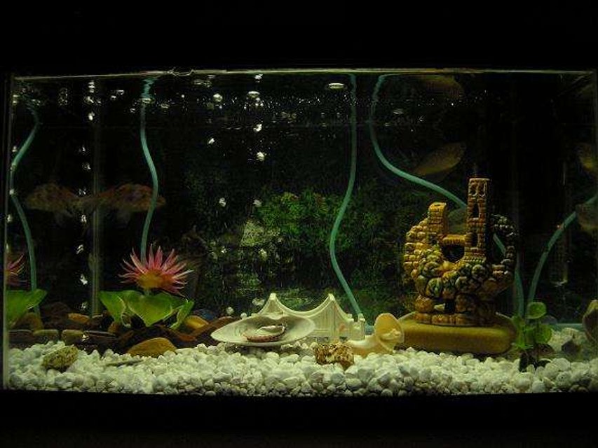 Rated #3716: 10 Gallons Freshwater Fish Tank - Freshwater tank. 3 hose valve system installed. Pure water.