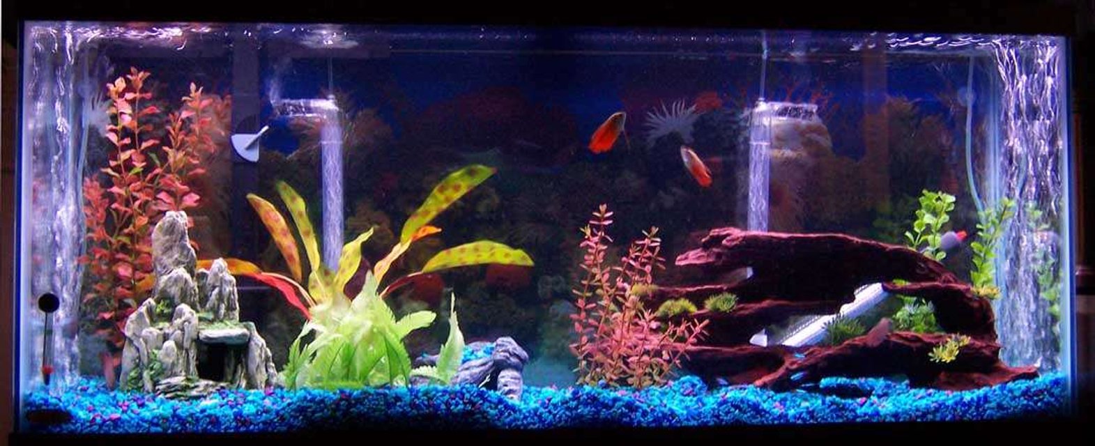 Rated #2962: 55 Gallons Freshwater Fish Tank - my 55 gallon tank, its about 3 month old have some fish in there.