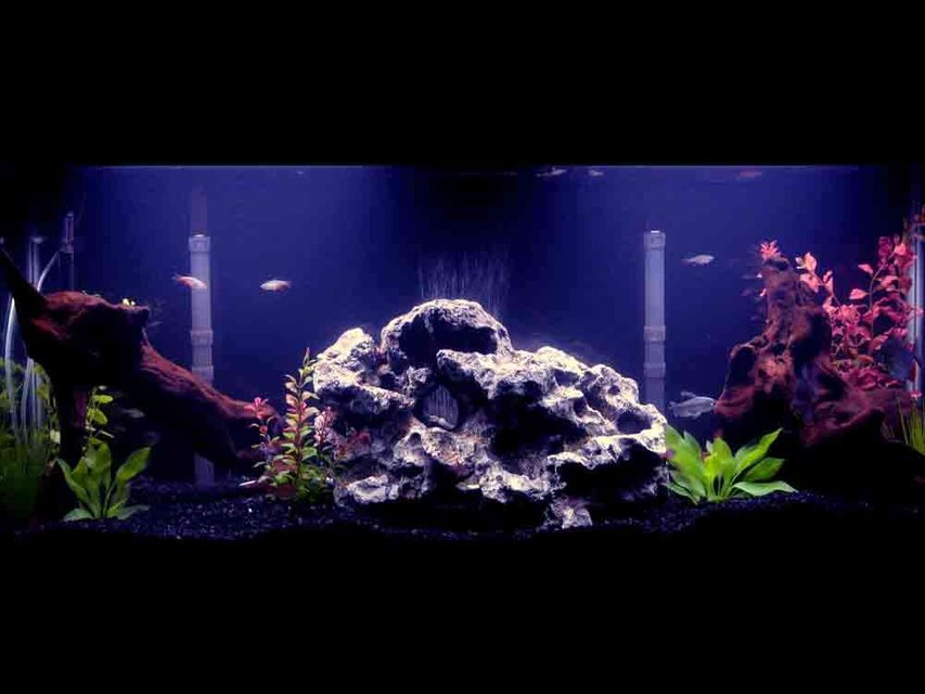 Rated #1061: 55 Gallons Freshwater Fish Tank - 55 gallon tank