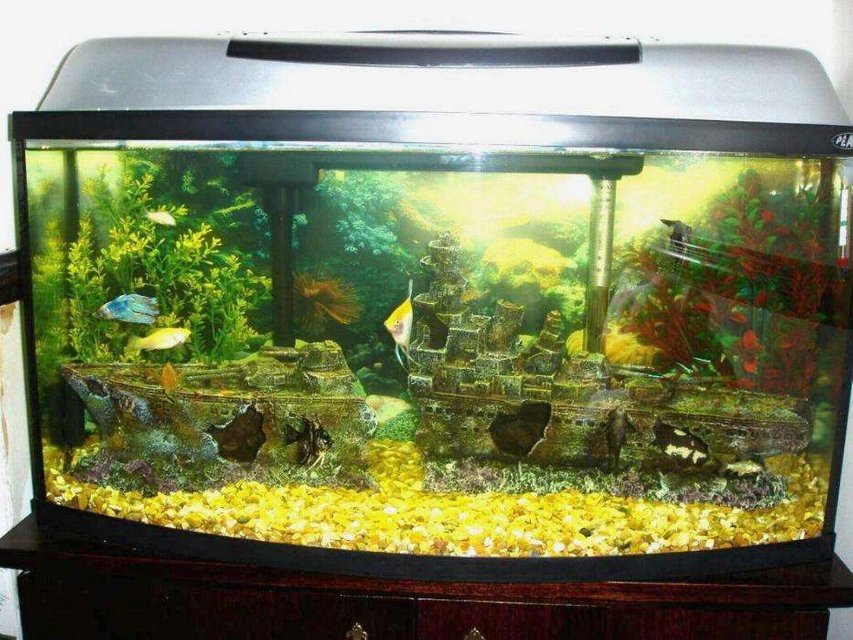 Rated #3461: 110 Gallons Freshwater Fish Tank - Me Tank ...hell yeah