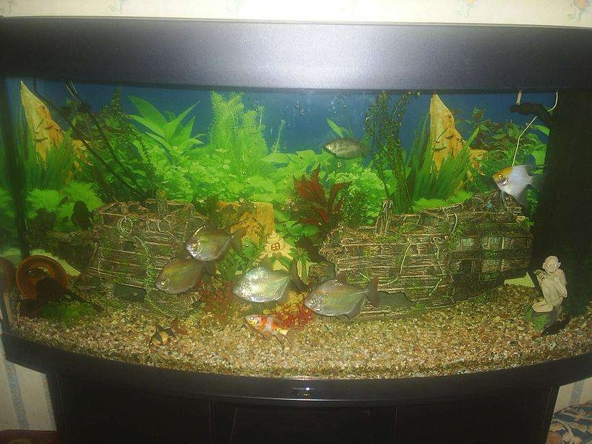 Rated #3591: 59 Gallons Freshwater Fish Tank - My Community Tank !